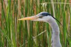 greyHeron_010515b.jpg