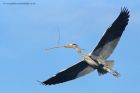 greyHeron_020313g.jpg