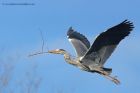 greyHeron_020313h.jpg