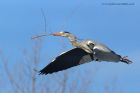 greyHeron_020313i.jpg