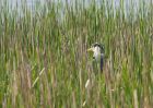 greyHeron_030510a.jpg