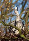 greyHeron_040409b.jpg