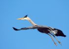 greyHeron_040409e.jpg