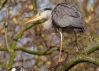 greyHeron_040409n.jpg