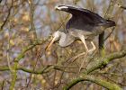 greyHeron_040409q.jpg