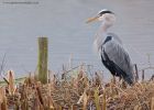 greyHeron_041111b.jpg