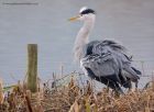 greyHeron_041111c.jpg