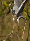 greyHeron_050409a.jpg