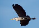 Filename=greyHeron_050409b.jpg
Filesize=184KB
Dimensions=1000x714
Date added=Apr 06, 2009 greyHeron_050409b.jpg