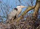 greyHeron_050409c.jpg