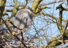 greyHeron_050409g.jpg