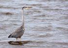 greyHeron_050909c.jpg