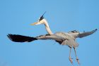 greyHeron_060408c.jpg