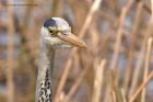 greyHeron_060411a.jpg