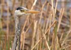 Filename=greyHeron_060411b.jpg
Filesize=227KB
Dimensions=1000x714
Date added=Apr 09, 2011 greyHeron_060411b.jpg
