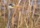 greyHeron_060411b.jpg