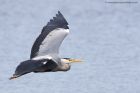 greyHeron_060411d.jpg