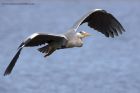 greyHeron_060411e.jpg