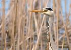 Filename=greyHeron_060411i.jpg
Filesize=231KB
Dimensions=1000x714
Date added=Apr 09, 2011 greyHeron_060411i.jpg