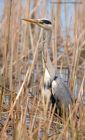 greyHeron_060411j.jpg