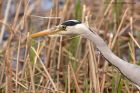 Filename=greyHeron_060411l.jpg
Filesize=243KB
Dimensions=1000x667
Date added=Apr 09, 2011 greyHeron_060411l.jpg