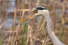 greyHeron_060411n.jpg