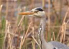 Filename=greyHeron_060411q.jpg
Filesize=339KB
Dimensions=1000x714
Date added=Apr 09, 2011 greyHeron_060411q.jpg