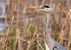 Filename=greyHeron_060411r.jpg
Filesize=335KB
Dimensions=1000x714
Date added=Apr 09, 2011 greyHeron_060411r.jpg