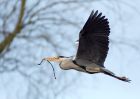 greyHeron_070309a.jpg