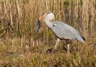 greyHeron_080310c.jpg