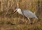 greyHeron_080310e.jpg