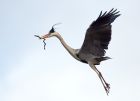 greyHeron_090308a.jpg