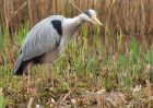 Filename=greyHeron_100409a.jpg
Filesize=204KB
Dimensions=800x571
Date added=Apr 10, 2009 greyHeron_100409a.jpg