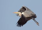 greyHeron_100410b.jpg