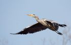Filename=greyHeron_100410c.jpg
Filesize=218KB
Dimensions=1000x630
Date added=Apr 11, 2010 greyHeron_100410c.jpg