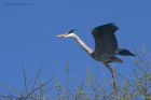 greyHeron_110415l.jpg