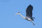 greyHeron_110415s.jpg