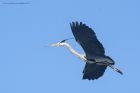 Filename=greyHeron_110415t.jpg
Filesize=296KB
Dimensions=1200x801
Date added=Jul 30, 2015 greyHeron_110415t.jpg