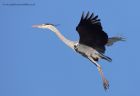 greyHeron_120211d.jpg