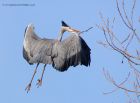 greyHeron_120211e.jpg