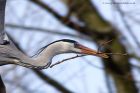 greyHeron_120211f.jpg