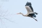 greyHeron_130216a.jpg