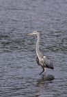 greyHeron_130911a.jpg