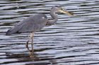 greyHeron_130911c.jpg