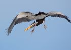 greyHeron_140309b.jpg