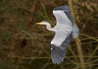 greyHeron_140309c.jpg