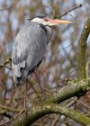 Filename=greyHeron_140309d.jpg
Filesize=175KB
Dimensions=572x800
Date added=Mar 15, 2009 greyHeron_140309d.jpg