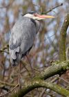 greyHeron_140309d.jpg