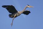 greyHeron_1404b.jpg