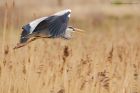 greyHeron_150416a.jpg